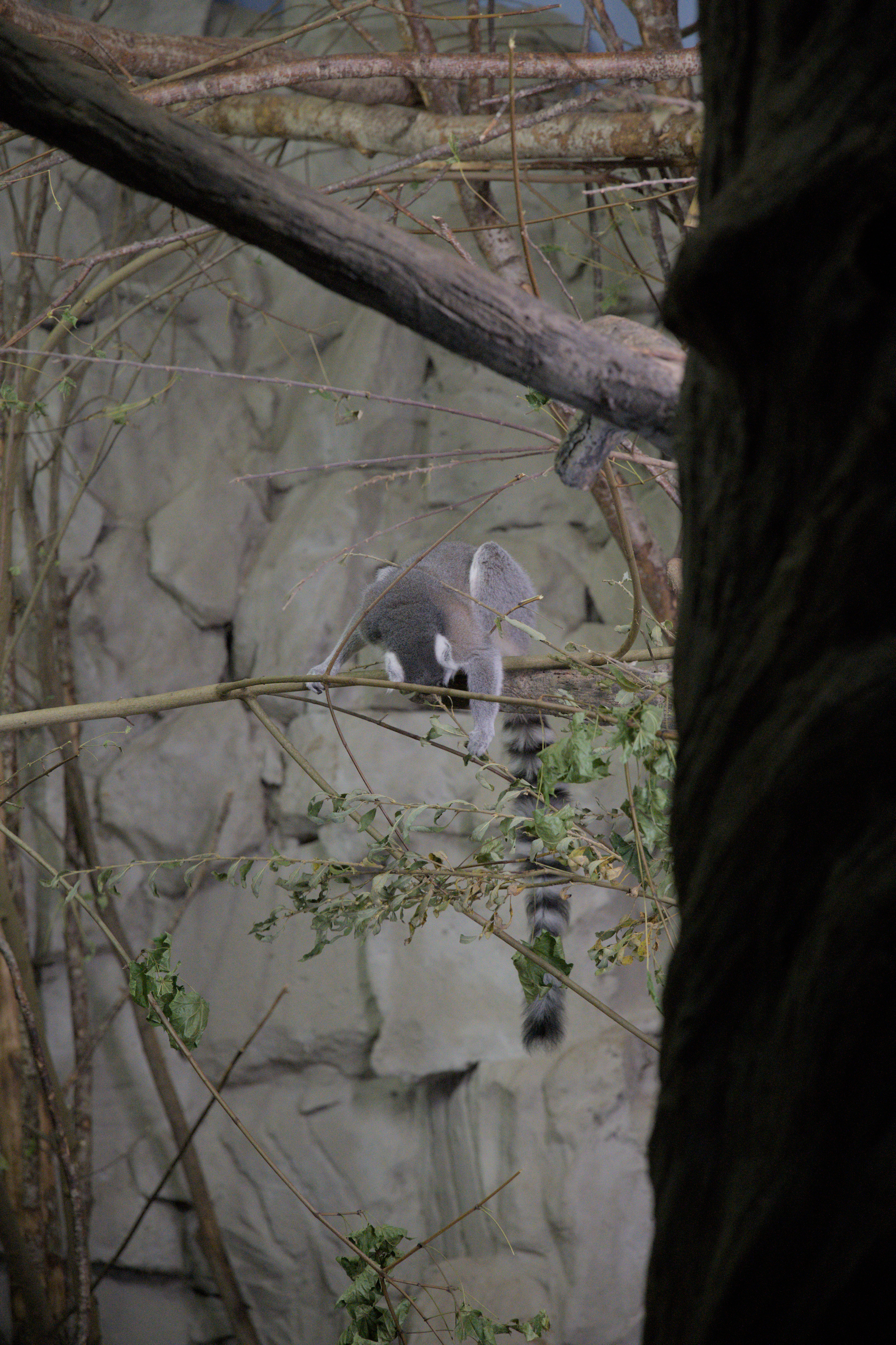 2025/10/12 - zoo/DSC_0122.jpg